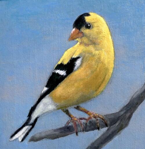 goldfinch 2_res